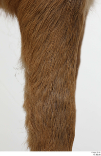 European roe deer leg 0009.jpg